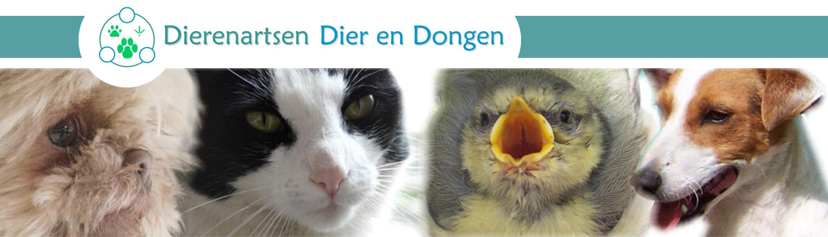 Dierenartsen Dier en Dongen